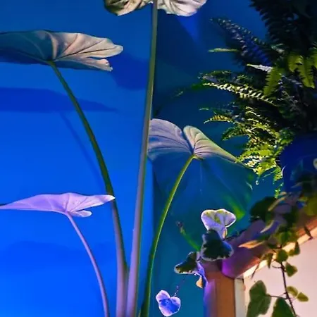 Sahara With Shared Bathroom In Centre 公寓 *