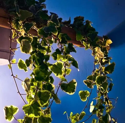 شقة Sahara With Shared Bathroom In Centre براتسيلافا